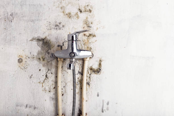 Best Mold Removal Company Near Me  in Watsonville, CA