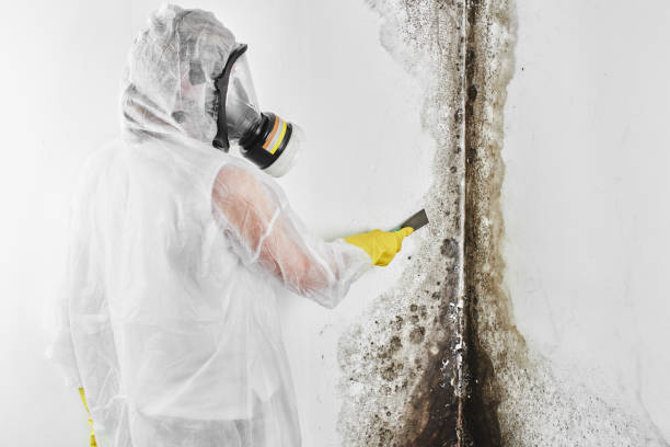 Best Emergency Mold Removal  in Watsonville, CA