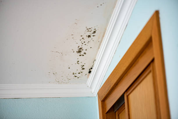 Best Attic Mold Removal  in Watsonville, CA