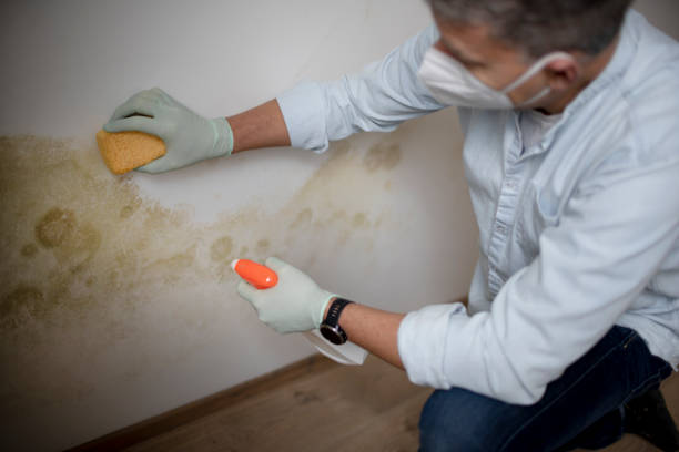 Best Same-Day Mold Removal  in Watsonville, CA