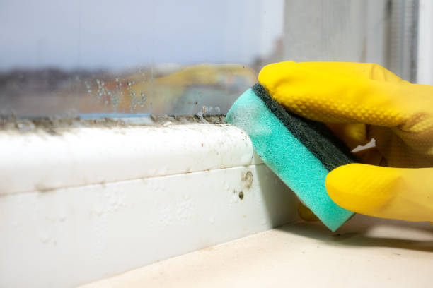Best Best Mold Removal Companies  in Watsonville, CA