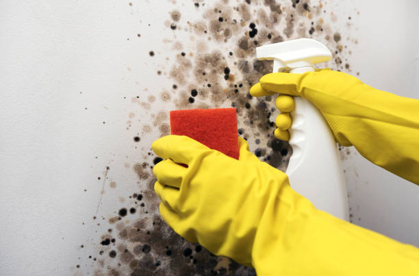 Best Attic Mold Removal  in Watsonville, CA