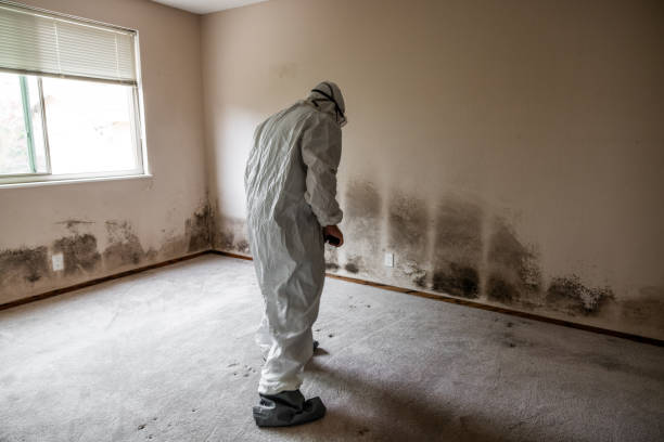 Best Mold Removal Specialists  in Watsonville, CA