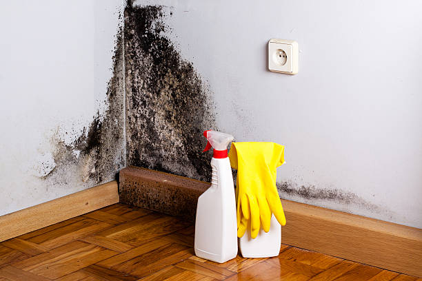 Mold Removal and Inspection in Watsonville, CA