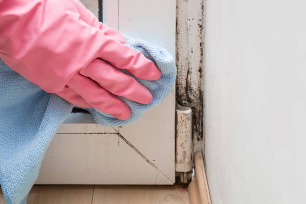Best Home Mold Removal  in Watsonville, CA