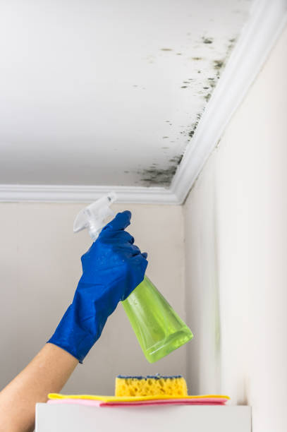 Best Best Mold Removal Companies  in Watsonville, CA